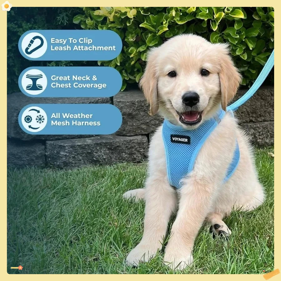 Closure Step In Air Mesh Dog Harness And Leash Reflective