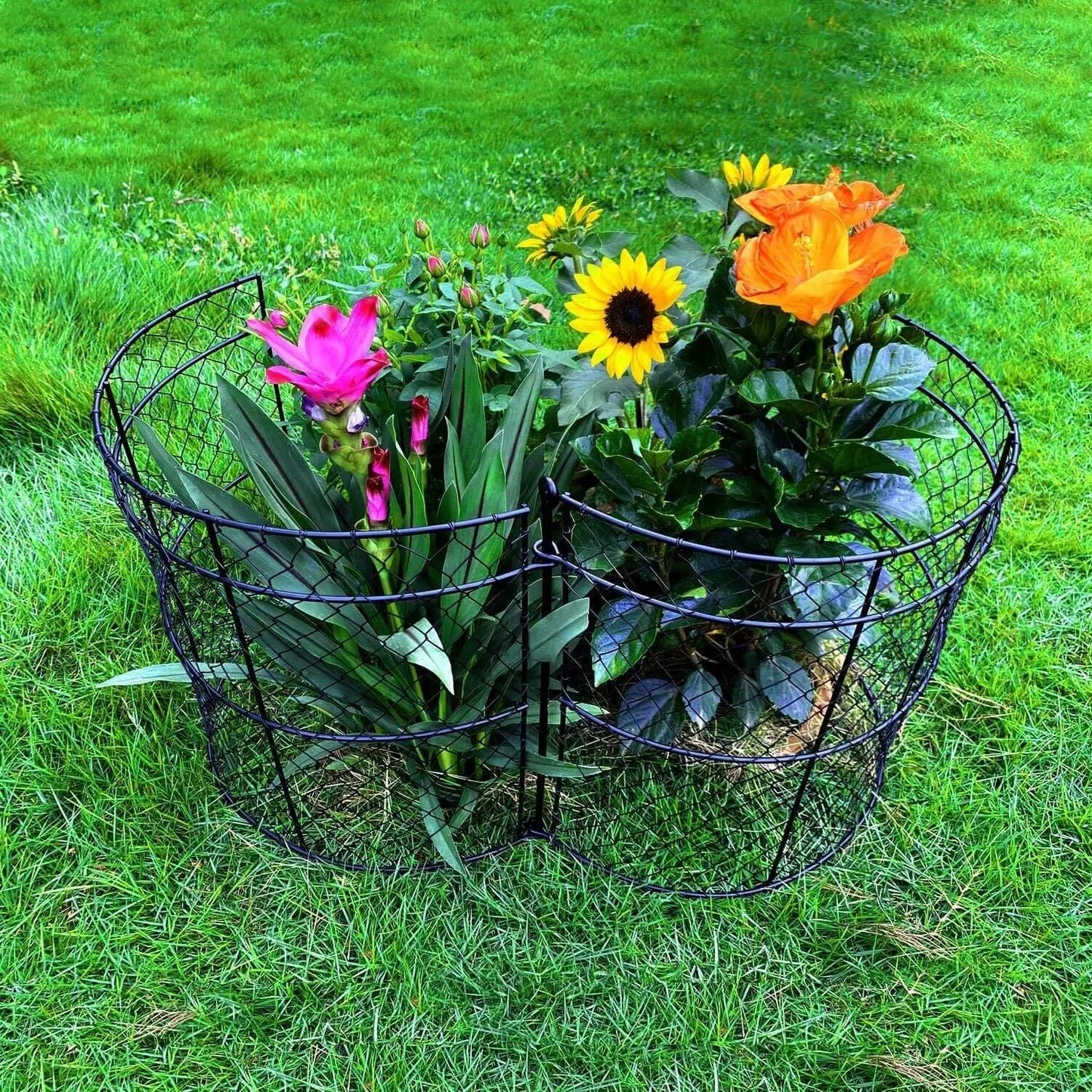 6 Pack Garden Cloches for Plants, Chicken Wire Cloche, 14" D x 16" H Wire Plant Protector, Plant Protectors from Animals