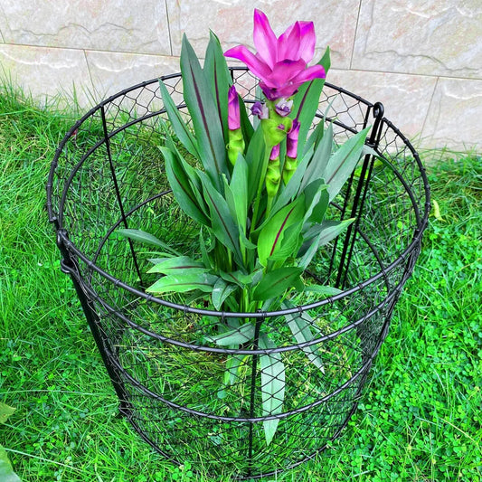 6 Pack Garden Cloches for Plants, Chicken Wire Cloche, 14" D x 16" H Wire Plant Protector, Plant Protectors from Animals