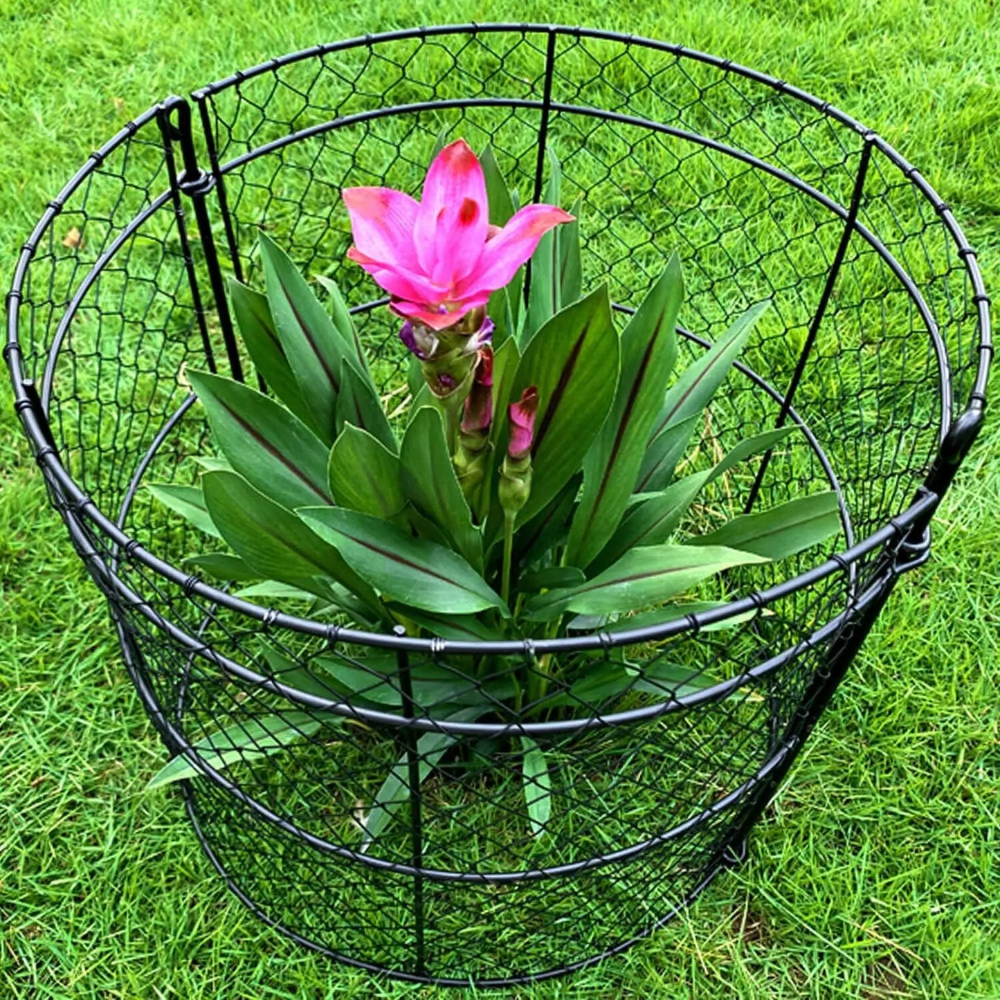 6 Pack Garden Cloches for Plants, Chicken Wire Cloche, 14" D x 16" H Wire Plant Protector, Plant Protectors from Animals