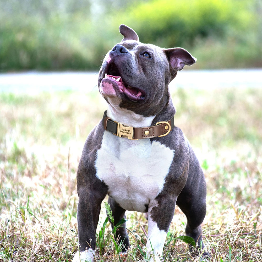 Leather Dog Collar Engraved Adjustable ID Necklace